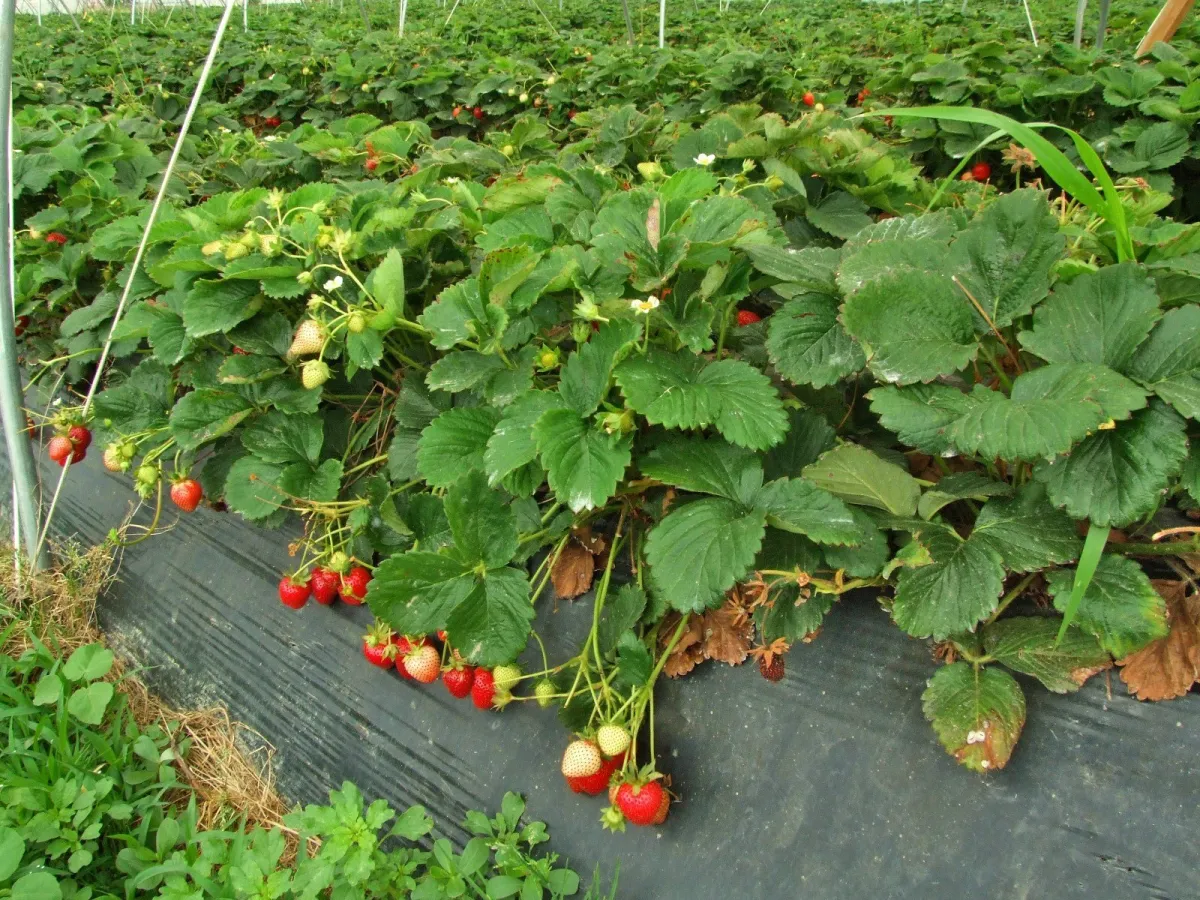 fraise dans un containeur pose dans un jardin