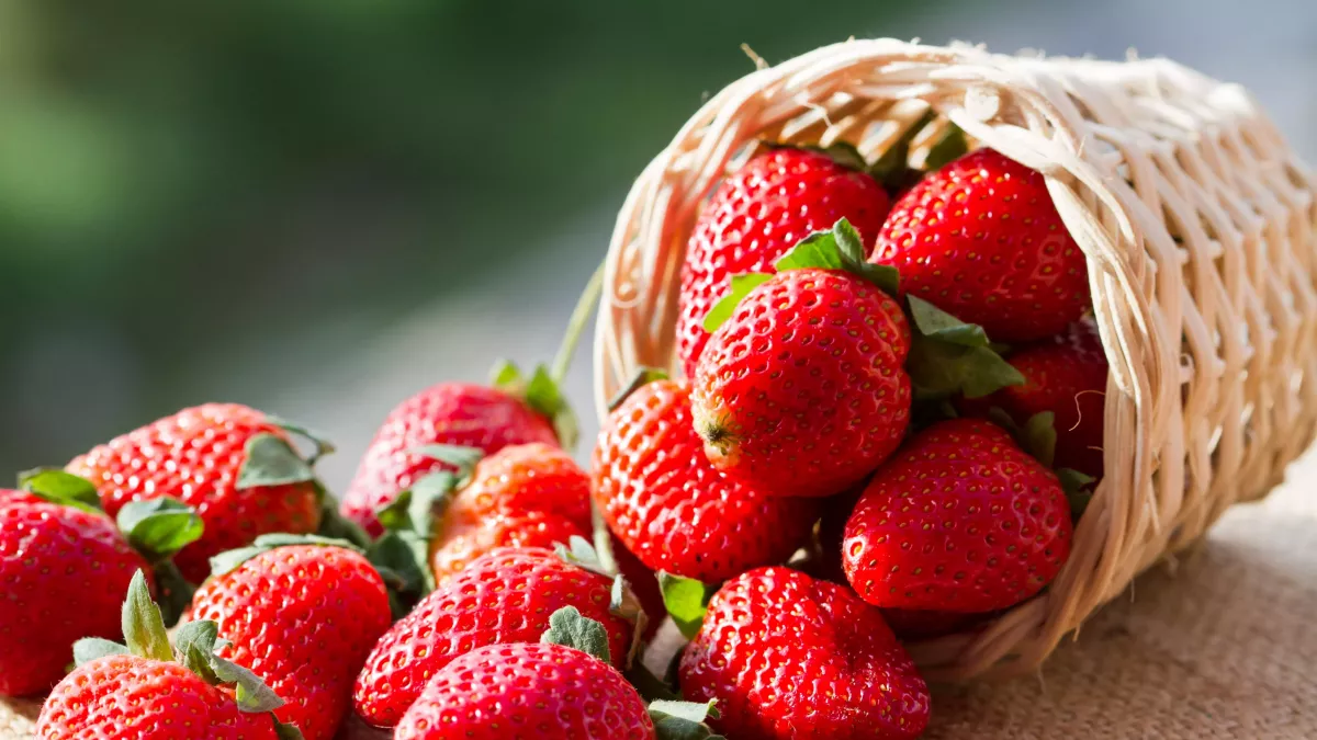 fraises dans un petit panier comment se debarrasser des limaces dans fraisiers