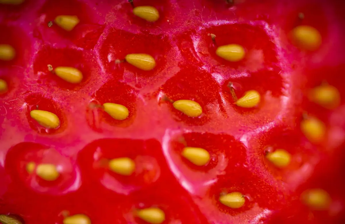 fraises peau exterieur fruit recolte methode recuperer graines jaunes