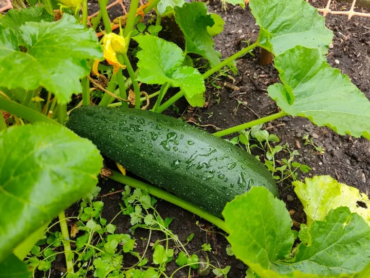 fruit courgette plante pieds pincage feuillage fleurs potager