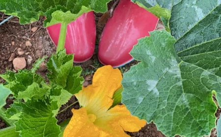 fruits et legumes a planter en mai apres les sainte de glace fleur jaune