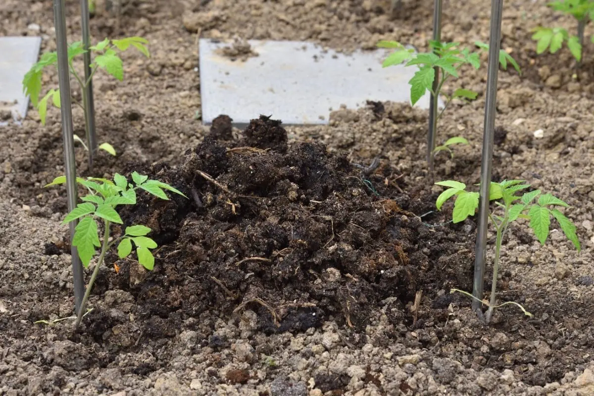 fumier jardin potager plants de tomate amendement terre sol