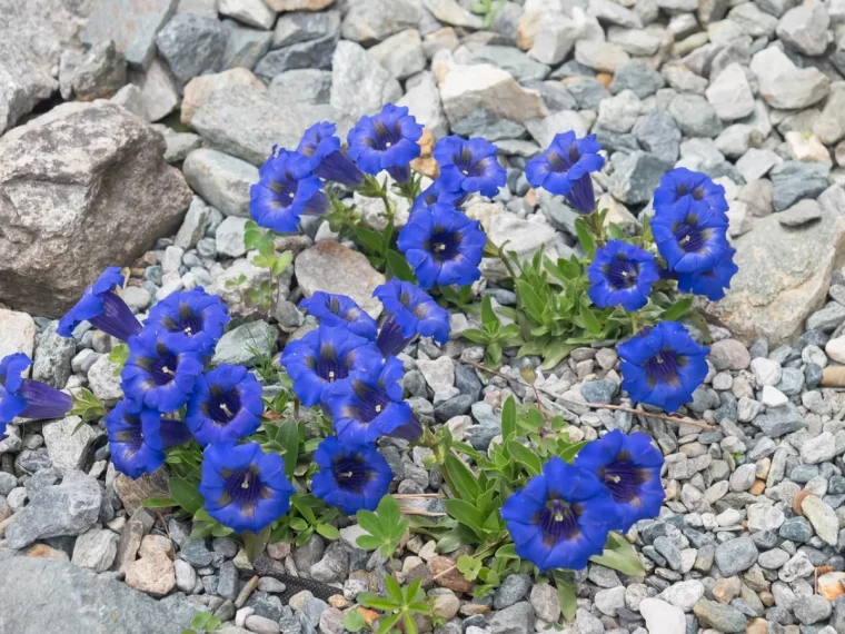 gentianes fleurs pour rocaille terrain cailloux plantes petales trompettes formes bleues