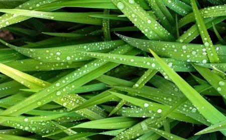 gros plan sur des brins d herbe verte avec des goutes d eau dessus