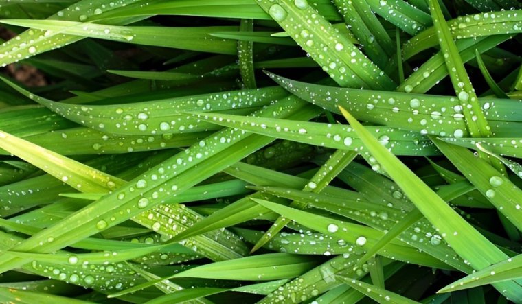 gros plan sur des brins d herbe verte avec des goutes d eau dessus