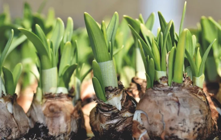 gros plan sur des bulbes de jonquilles avec des repousses vertes