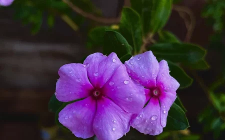 gros plan sur deux fleurs roses de pervenche et son feuillage vert persistant sir fond sombre