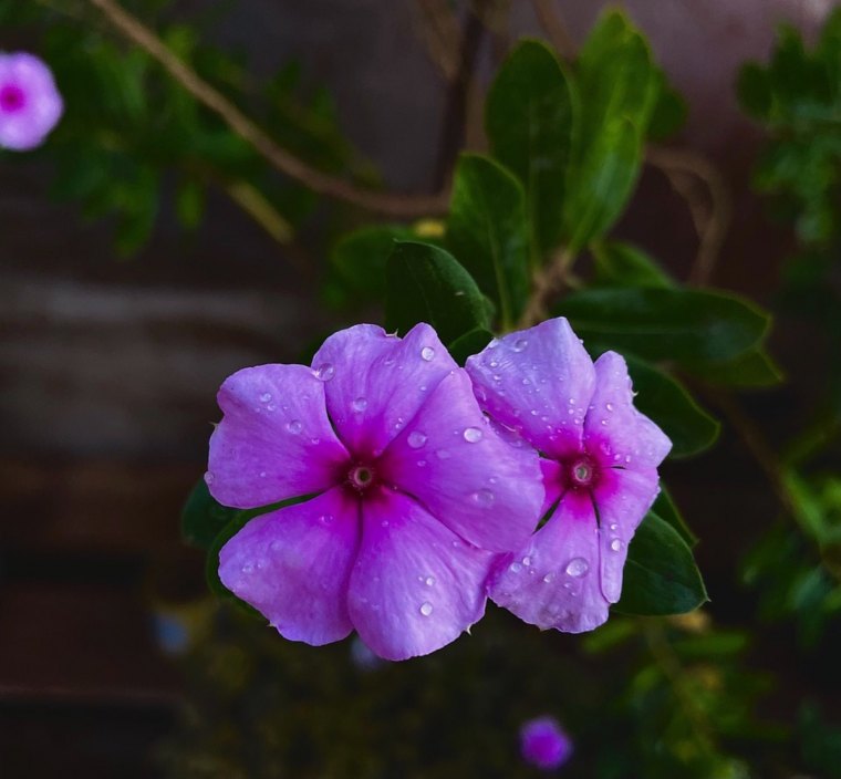 gros plan sur deux fleurs roses de pervenche et son feuillage vert persistant sir fond sombre