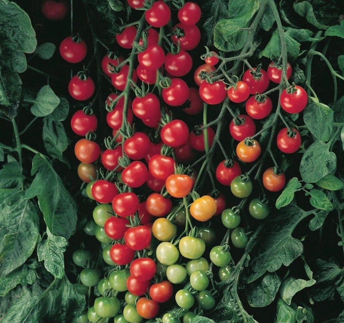 gros plan sur la recolte surabondante de tomates cerises rouges et vertes