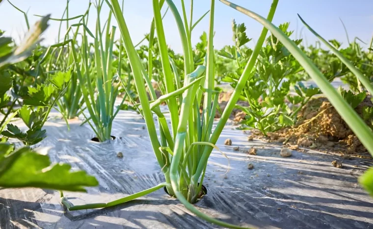 gros plan sur le film de paillage avec des légumes dans le potager