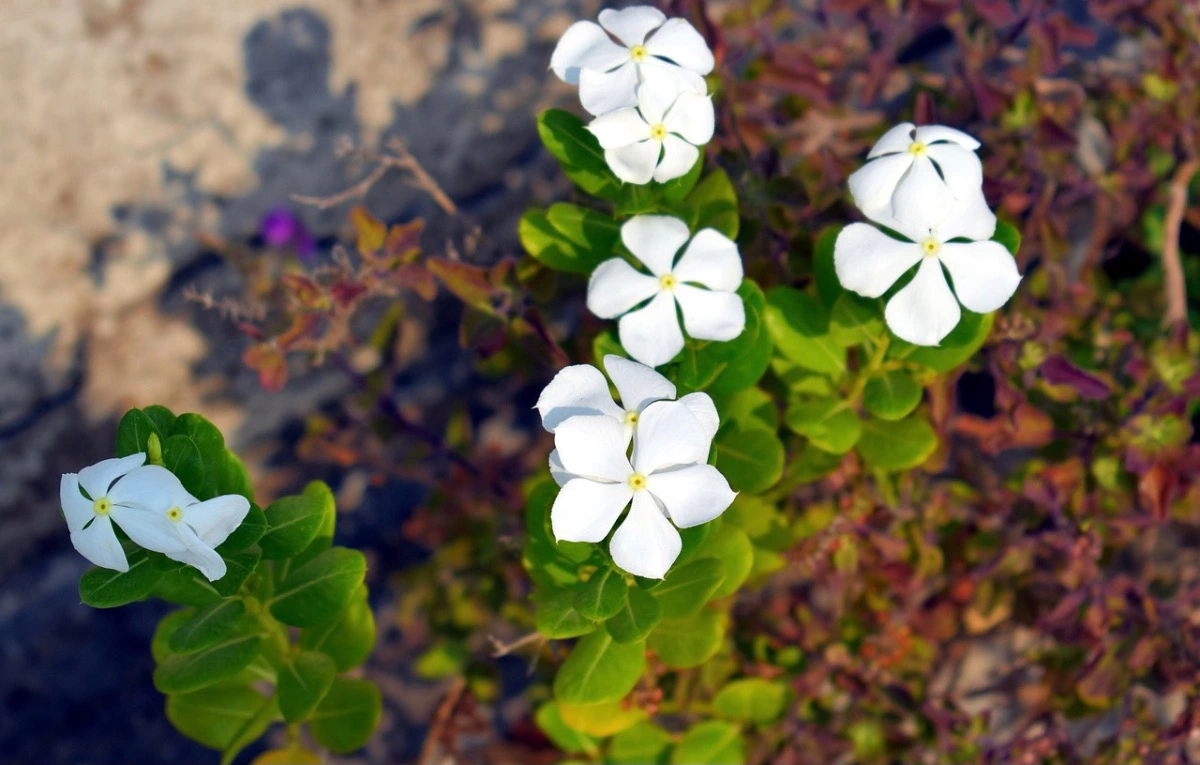 gros plan sur les fleurs blanches de pervenche avec son feuillage vert persistant en plein soleil