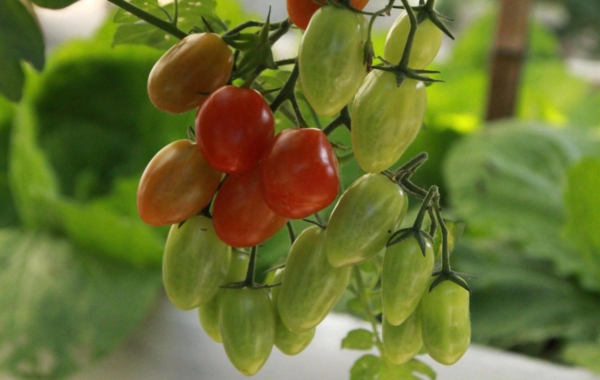 gros plan sur les fruits rouges et verts d un plant de tomates dans le potager