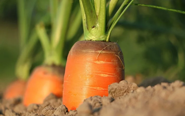 gros plan sur trois carottes en terre