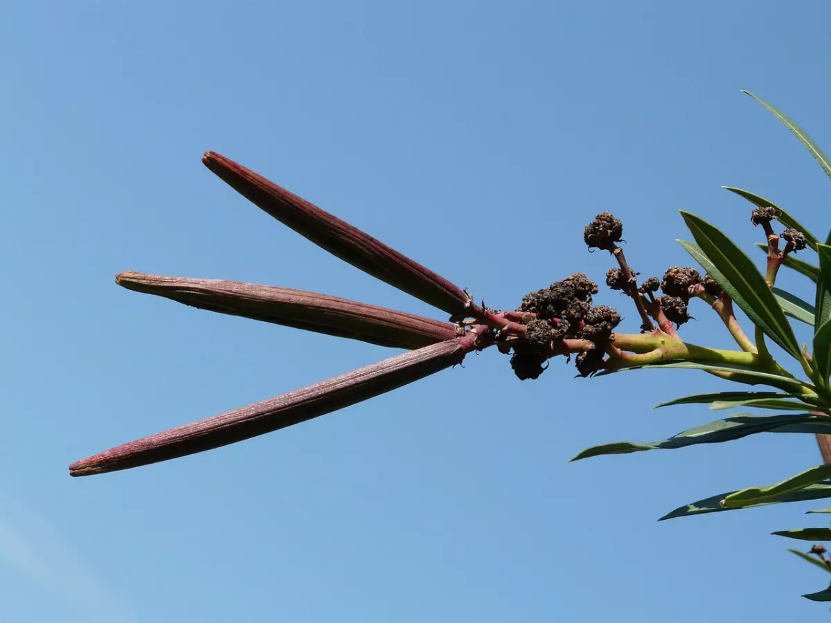 gros plan sur trois haricots brun sur une extremite de branche de laurier rose sur fond de ciel bleu