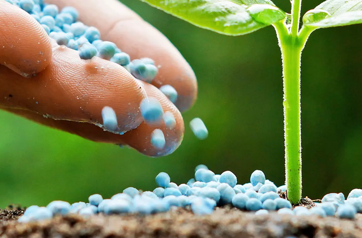 gros plan sur un fertilisant de couleurs bleue sous forme de petites billes