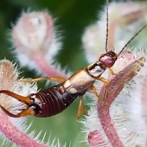 Comment se débarrasser des perces-oreilles dans le jardin ? Guide pratique pour les éliminer naturellement !