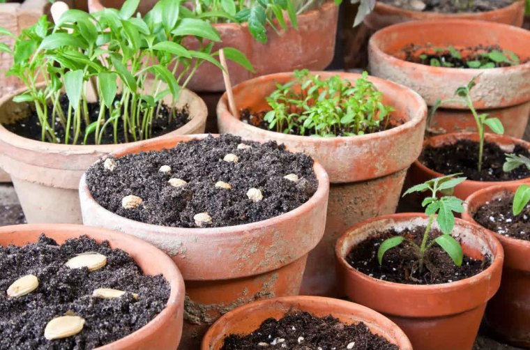 gros plan sur un potager en pot en terre cuite avec de jeunes plants