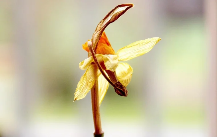 gros plan sur une fleur de jonquille fanee sur fond claire flou