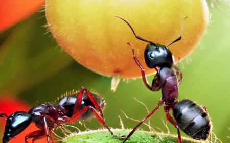 gros plan sur une fourmis soulevant une baie jaune a cote d une autre fourmis sur une branche fine verte