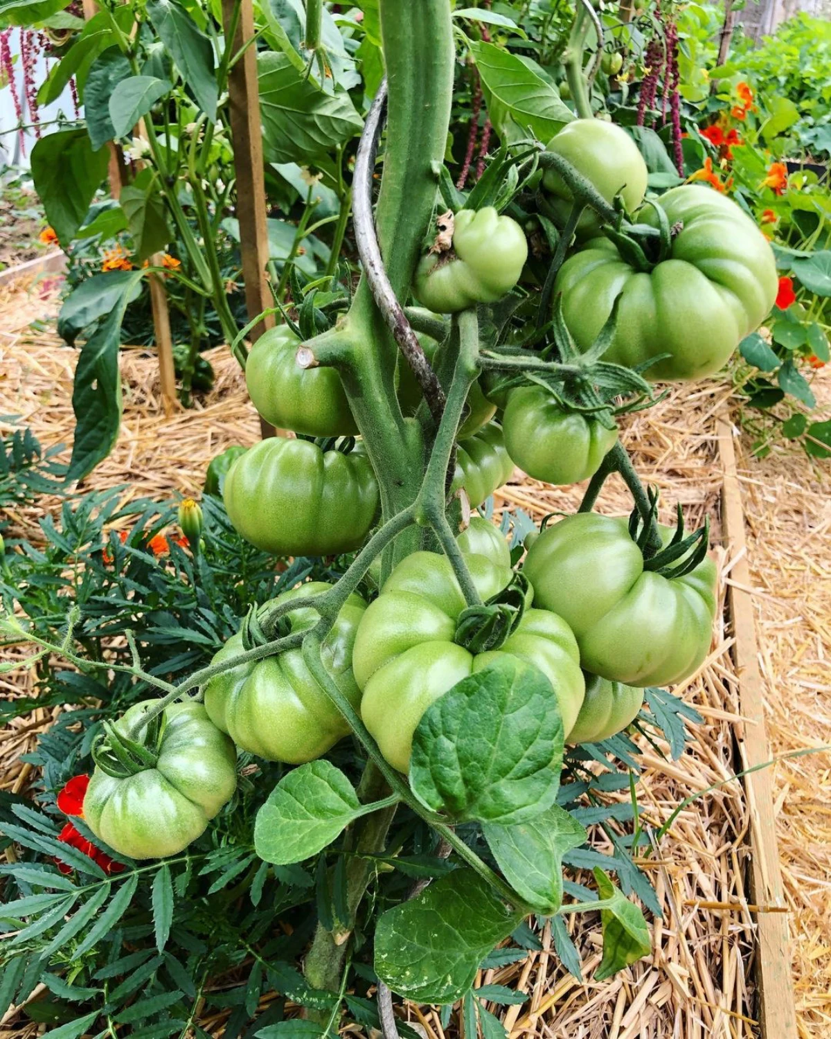 grosses tomates vertes paillage sous serre