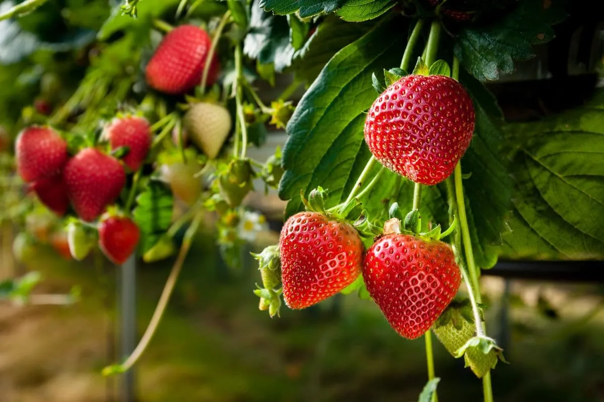 guide d entretien des fraises remontantes 2023