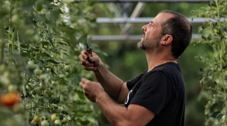 guide d experts sur les methodes a tailler les jeunes plants de tomates