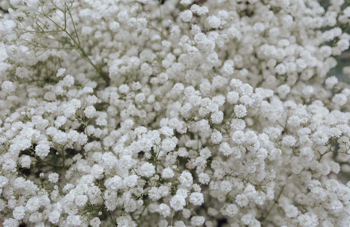 gypsophile fleurs blanches resistant a la chaleur d ete