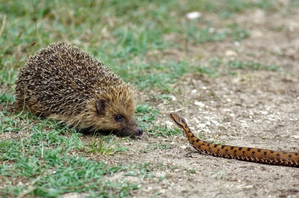 herbe herisson contre serpent nature faune vegetation