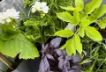 Fruits et légumes à planter en mai après les Saints de Glace pour une récolte généreuse et saine