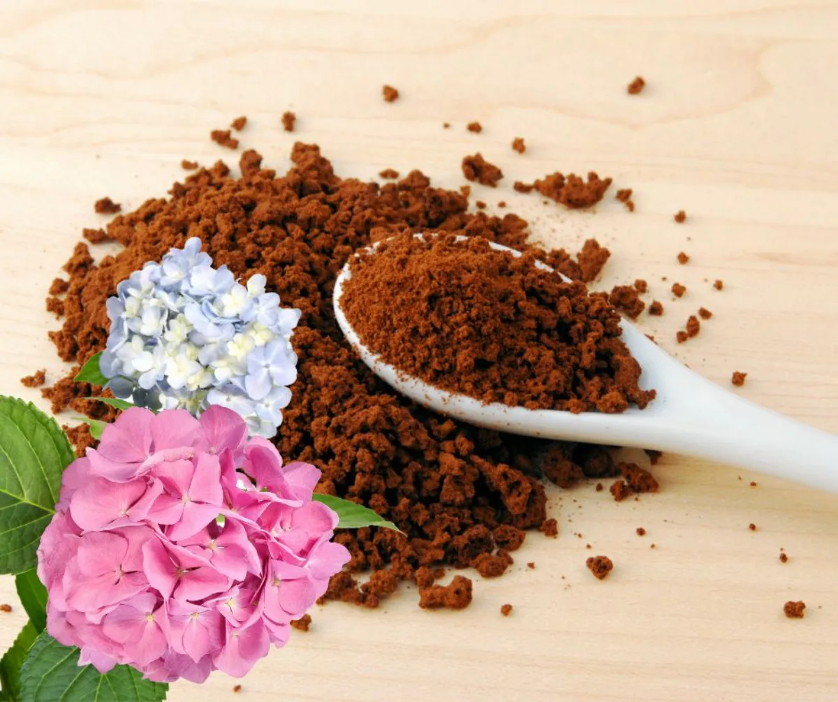 hortensia entretien engrais naturel pur sol acide le marc à café pour hortensias
