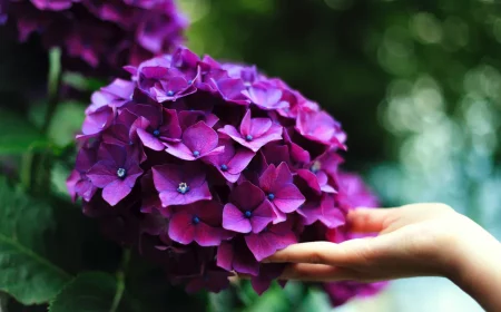 hortensia entretien idée quel engrais pour stimuler la floraison des fleurs au jardin