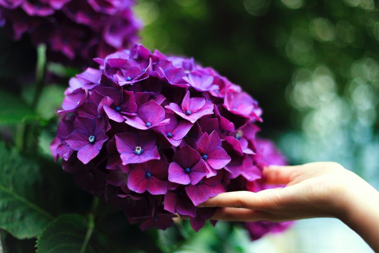 hortensia entretien idée quel engrais pour stimuler la floraison des fleurs au jardin