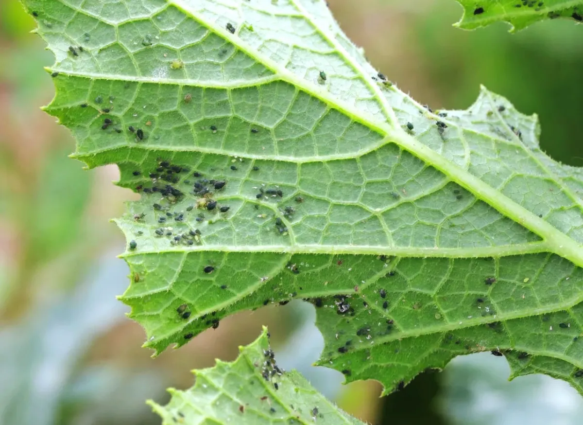 infestation insecte suceurs pucerons feuillage courgette jardinage problemes