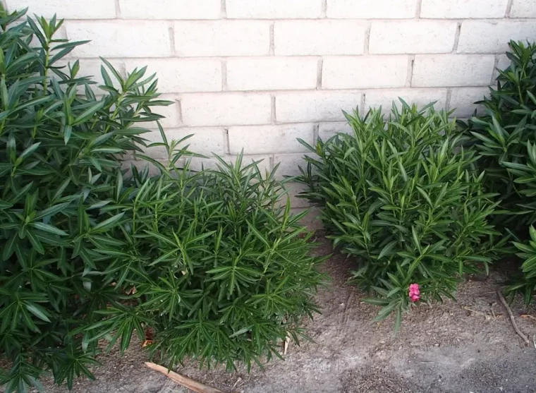 jardin arbuste ornemental buisson feuillage vert fonce sans fleurs