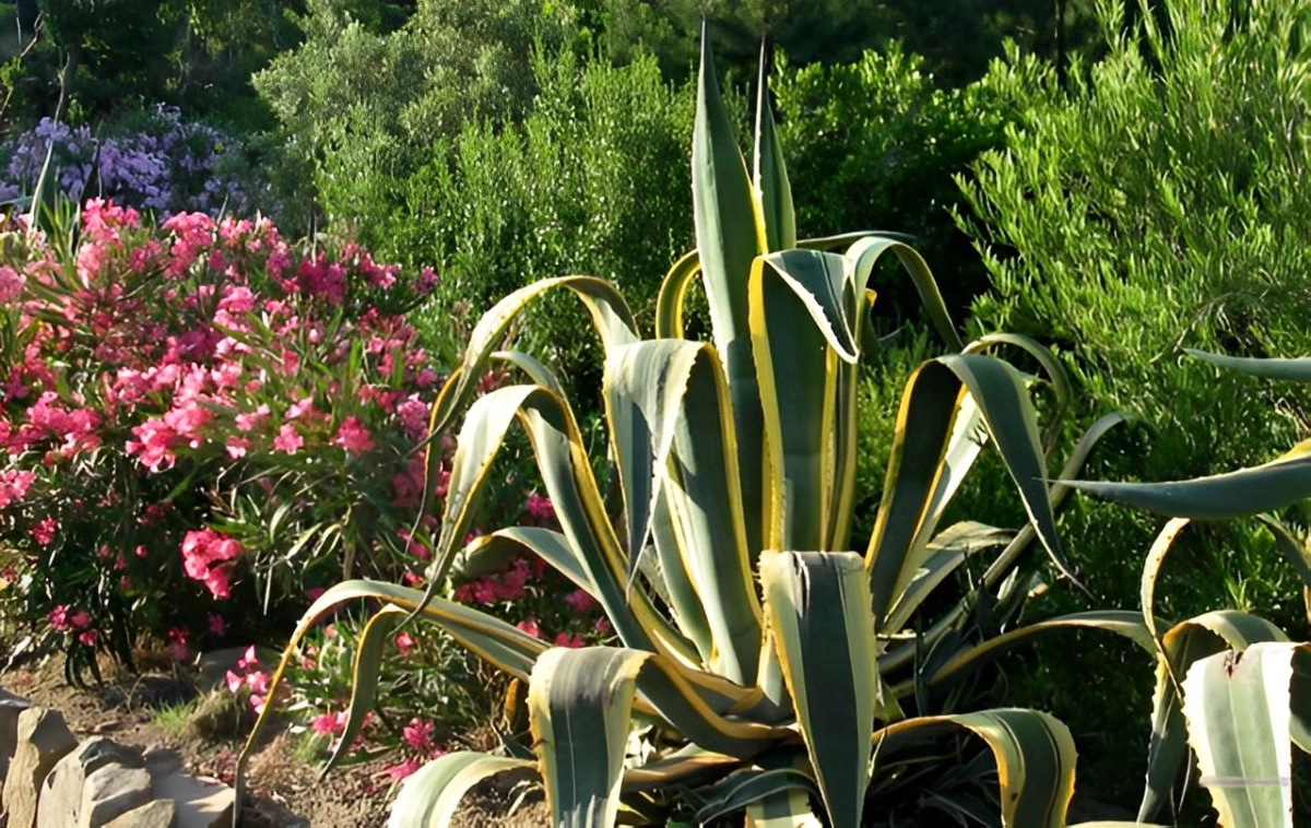 jardin de bordures avec differents types de plantes en fleurs et succulentes