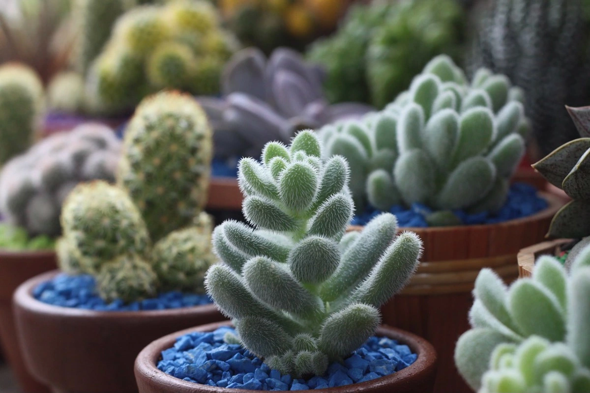 jardin de cactus en pots en terre cuite et en bois avec des cailloux bleus