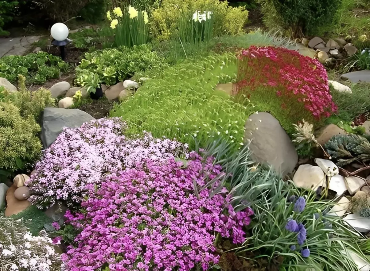 jardin de rocaille avec des plantes fleurie