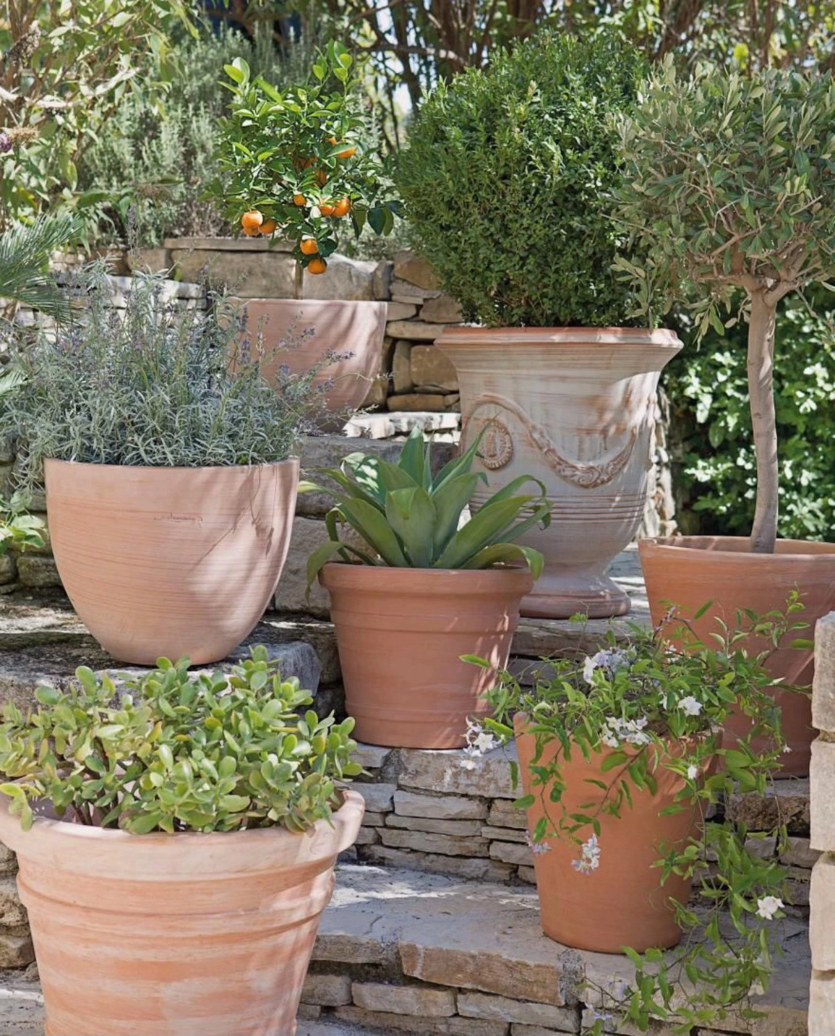 jardin mediteraneen en pot en terre cuite de taille et volumes differents