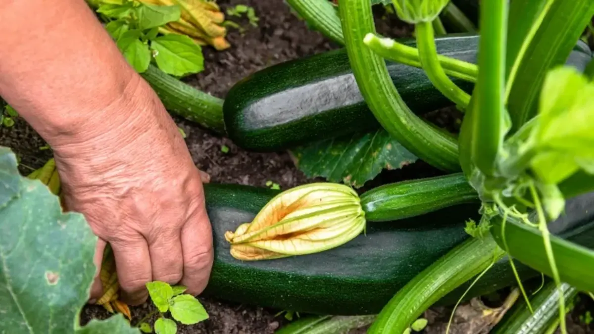 jardinier s'occupant des courgettes quand et comment tuteurer les courgettes