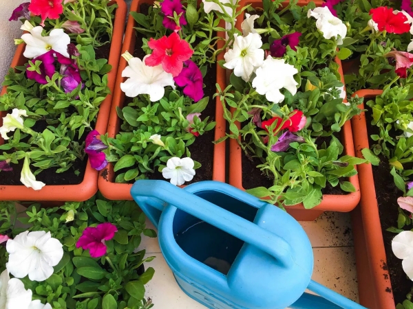 jardiniere plante balcon fleurie arrosoir engrais naturel pour pétunia