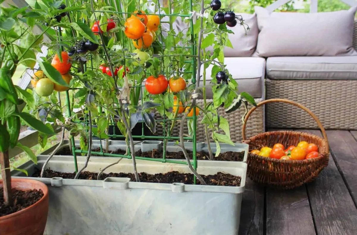 jardiniere tomate cerise balcon culture legumes appartement recolte