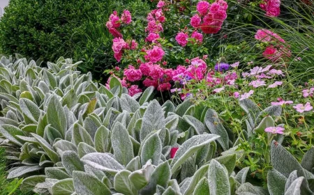 l oreille d ours fleur couvre sol persistant jardin fleurs roses arbustes