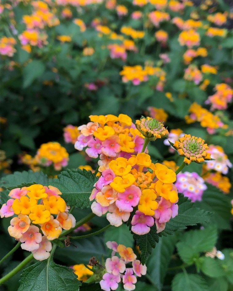 lantana camara arbustes fleurs orange