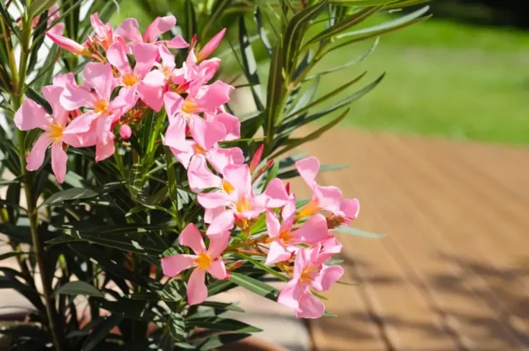 laurier rose avec allée de graviers quand et comment les planter en pleine terre