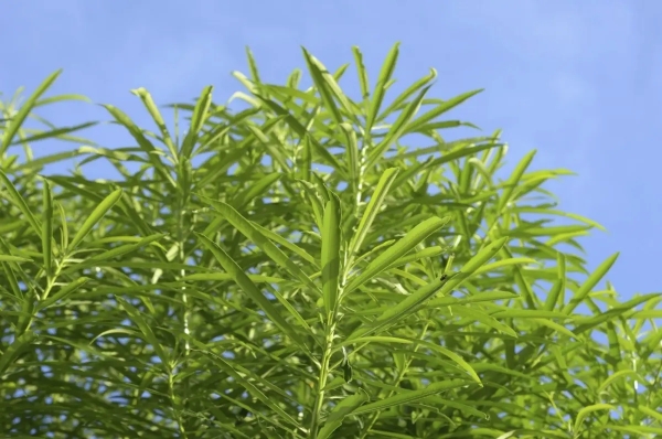 laurier rose ne fleurit pas feuillage vert soleil ciel bleu