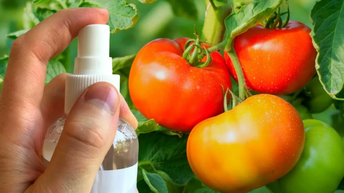 le meilleur engrais pour les plants de tomates vaporisateur dans une main sur tomate