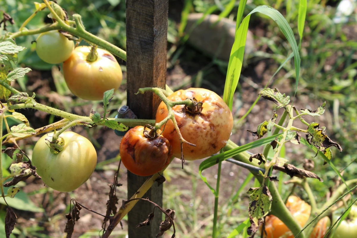 le mildiou traitement naturel tomates rouges feuilles vertes