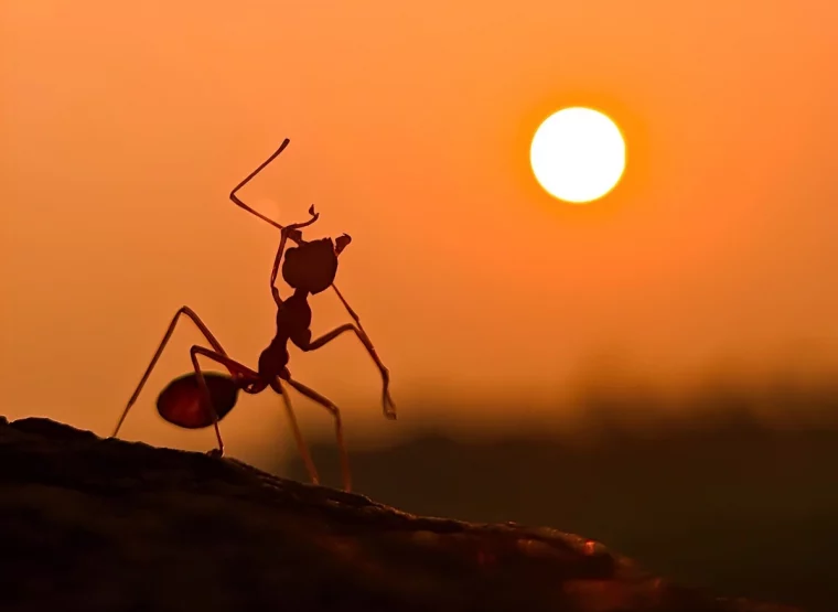 le silhouette d une fourmis sur fond du soleil levant