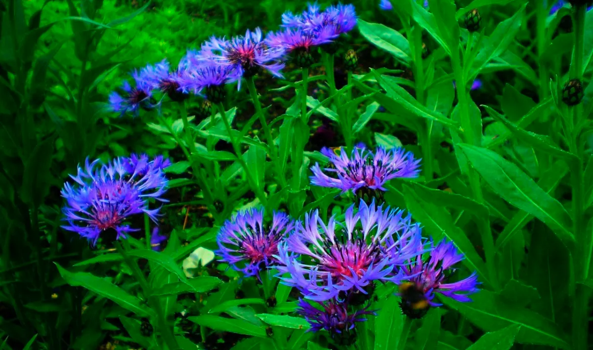 les fleurs qui repoussent tous les ans centauree desmontagnes bleue