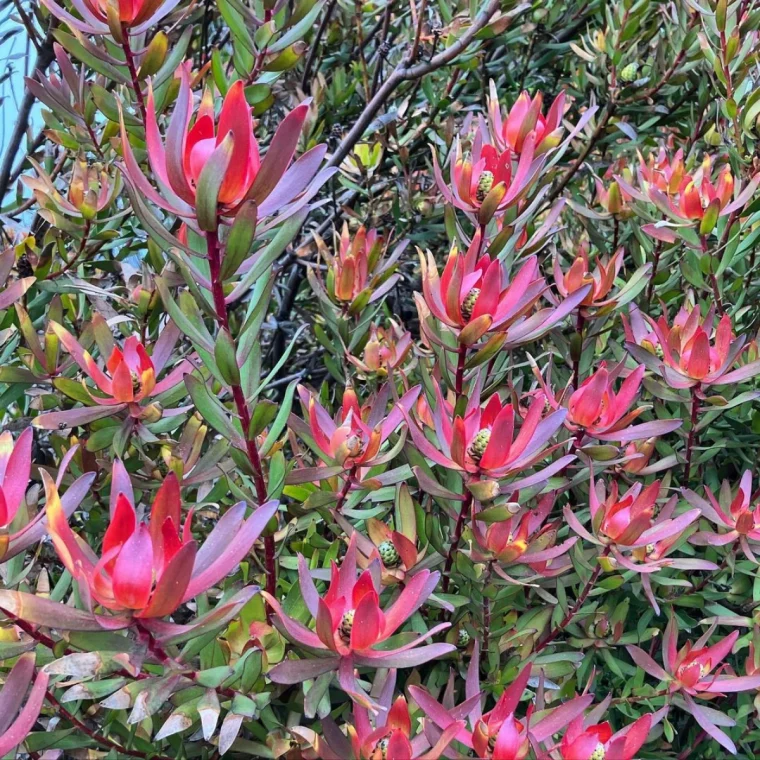 leucadendron fleurs rouges feuilles vert fonces